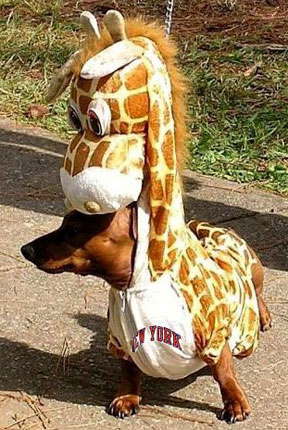 giraffe-wiener-dog.jpg